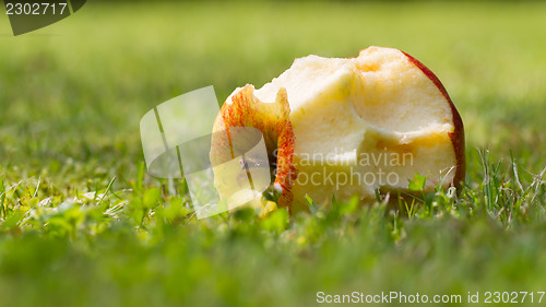 Image of Eaten apple laying on the grass