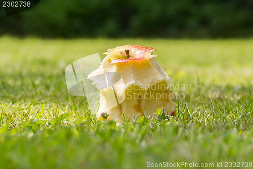 Image of Eaten apple laying on the grass