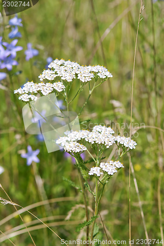 Image of Common Yarrow