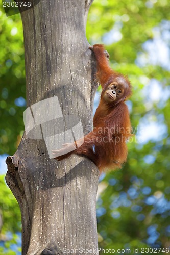 Image of Borneo Orangutan