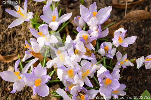 Image of saffron crocus flower insects bees pollen spring 