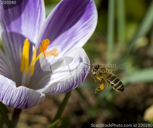 Image of bee