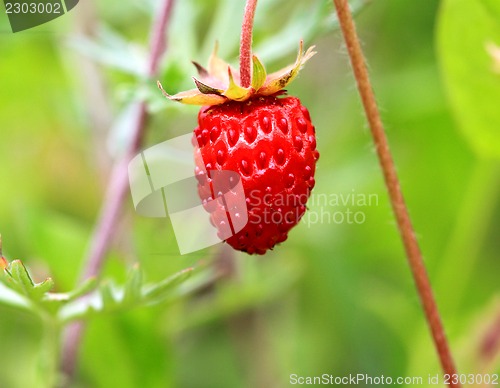 Image of Delicious berry strawberry