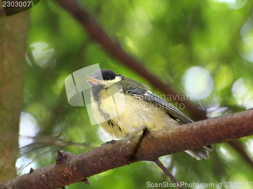 Image of Fledgling birds titmouse