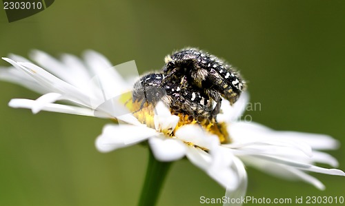 Image of two beetle