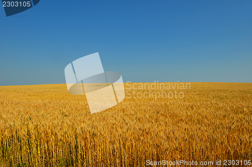 Image of wheat field with blue sky in background