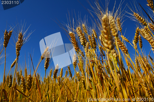 Image of wheat field with blue sky in background