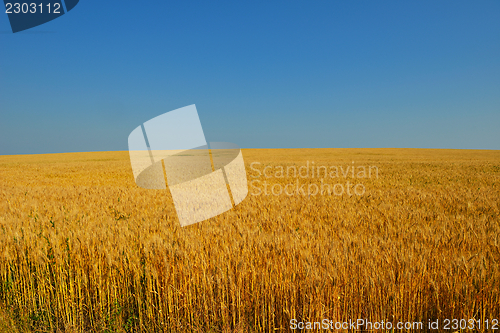 Image of wheat field with blue sky in background