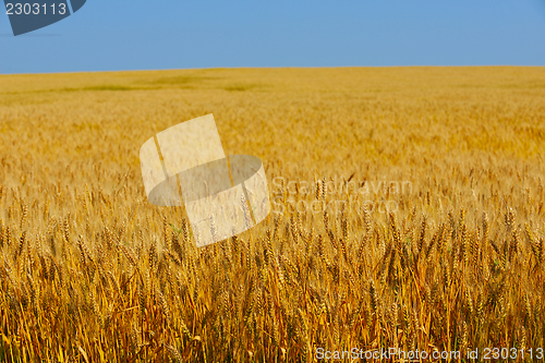 Image of wheat field with blue sky in background