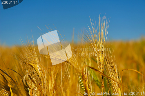 Image of wheat field with blue sky in background