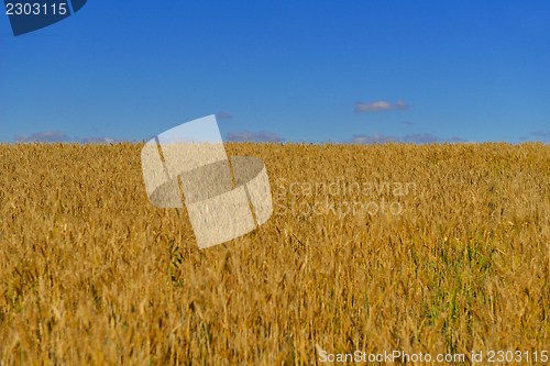 Image of wheat field with blue sky in background