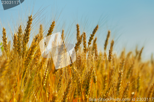 Image of wheat field with blue sky in background