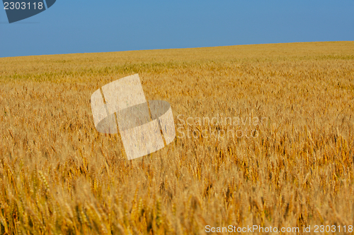 Image of wheat field with blue sky in background
