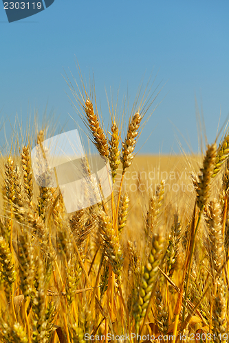 Image of wheat field with blue sky in background