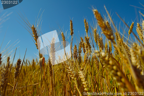 Image of wheat field with blue sky in background