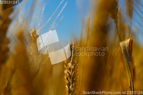 Image of wheat field with blue sky in background