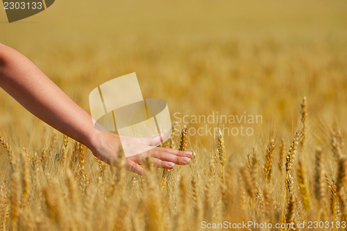 Image of hand in wheat field