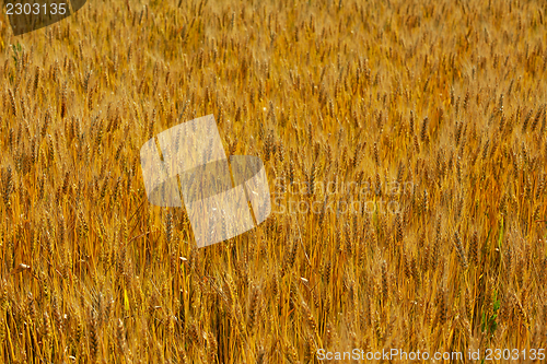Image of wheat field with blue sky in background