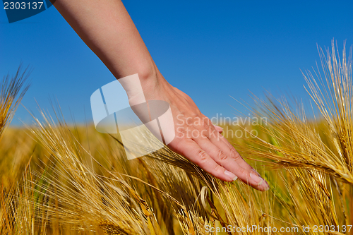 Image of hand in wheat field