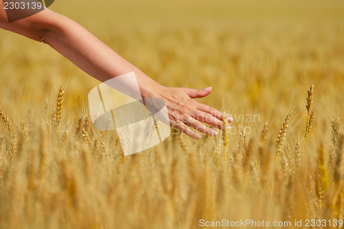 Image of hand in wheat field