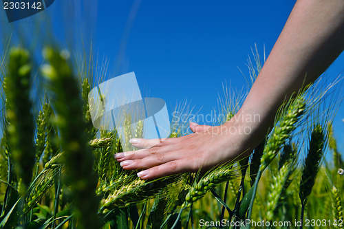 Image of hand in wheat field