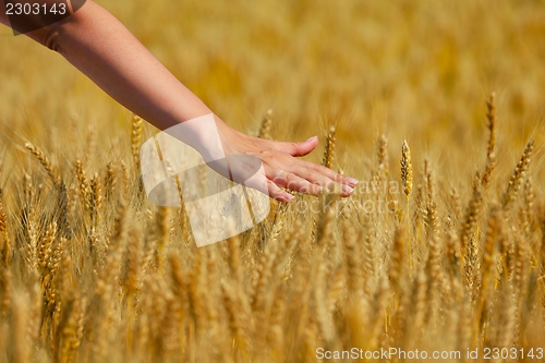 Image of hand in wheat field