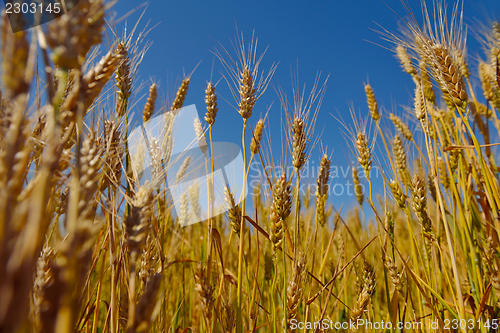 Image of wheat field with blue sky in background
