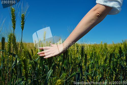 Image of hand in wheat field