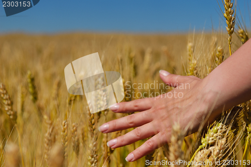 Image of hand in wheat field