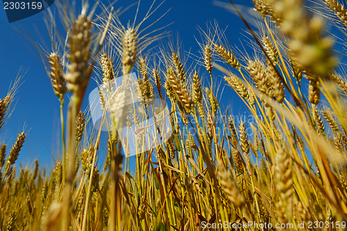 Image of wheat field with blue sky in background