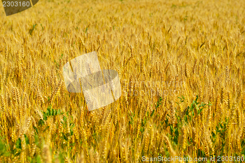 Image of wheat field with blue sky in background