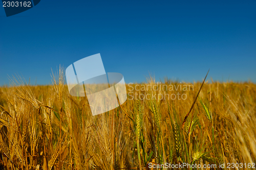 Image of wheat field with blue sky in background