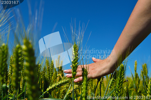 Image of hand in wheat field