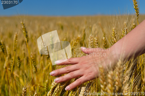 Image of hand in wheat field