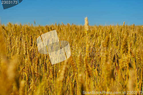 Image of wheat field with blue sky in background