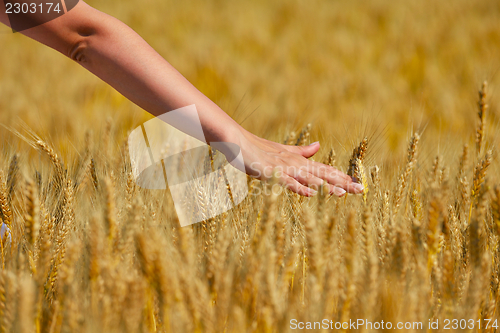 Image of hand in wheat field