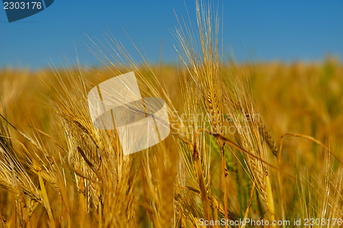 Image of wheat field with blue sky in background