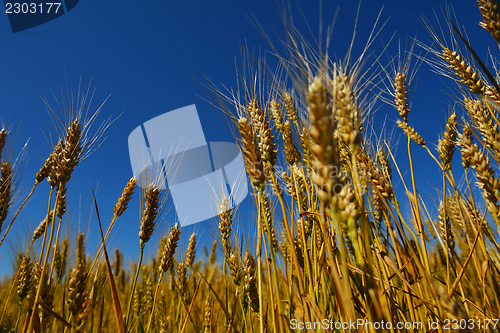 Image of wheat field with blue sky in background