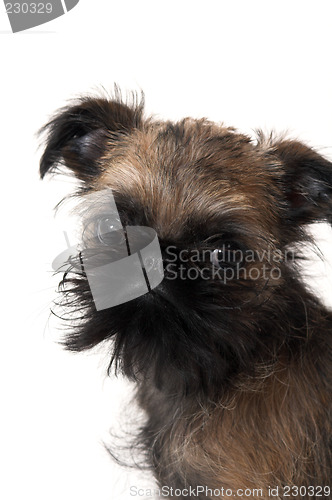 Image of dog sitting over white