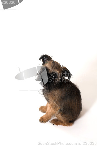 Image of dog sitting over white