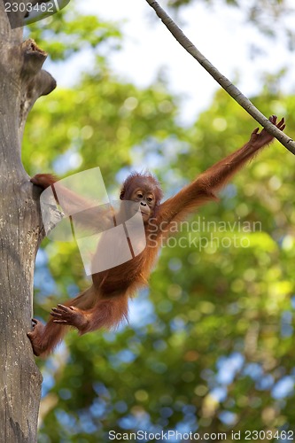 Image of Borneo Orangutan