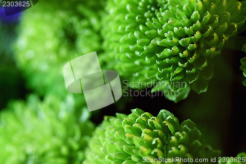 Image of Green balls of flowers