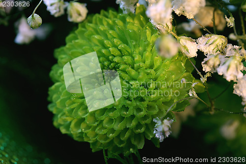 Image of Green flower