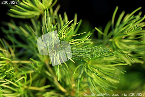 Image of Green needles