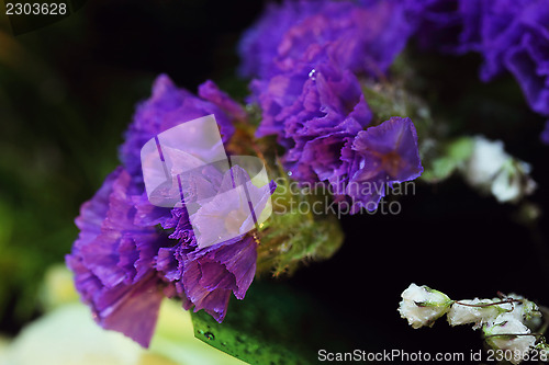 Image of Lilac flowers