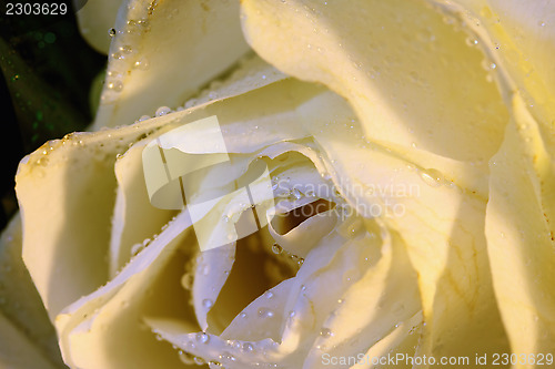 Image of Rose and dew