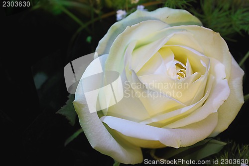 Image of White rose