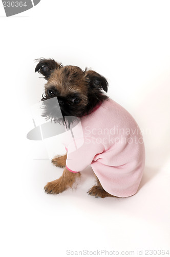 Image of dog sitting over white