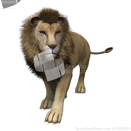 Image of Male Lion