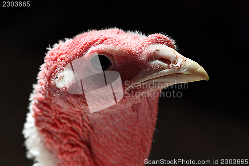 Image of backlit portrait of a turkey hen